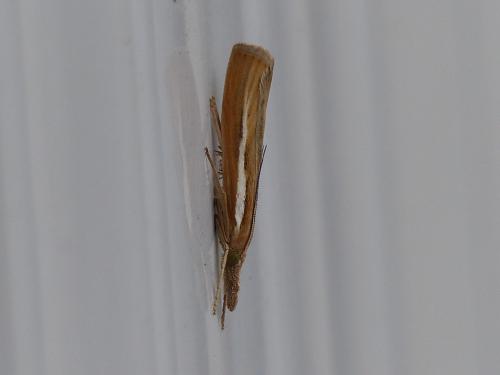 Réf. 240 401 : Agriphila tristella